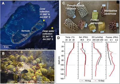 Discrete Pulses of Cooler Deep Water Can Decelerate Coral Bleaching During Thermal Stress: Implications for Artificial Upwelling During Heat Stress Events